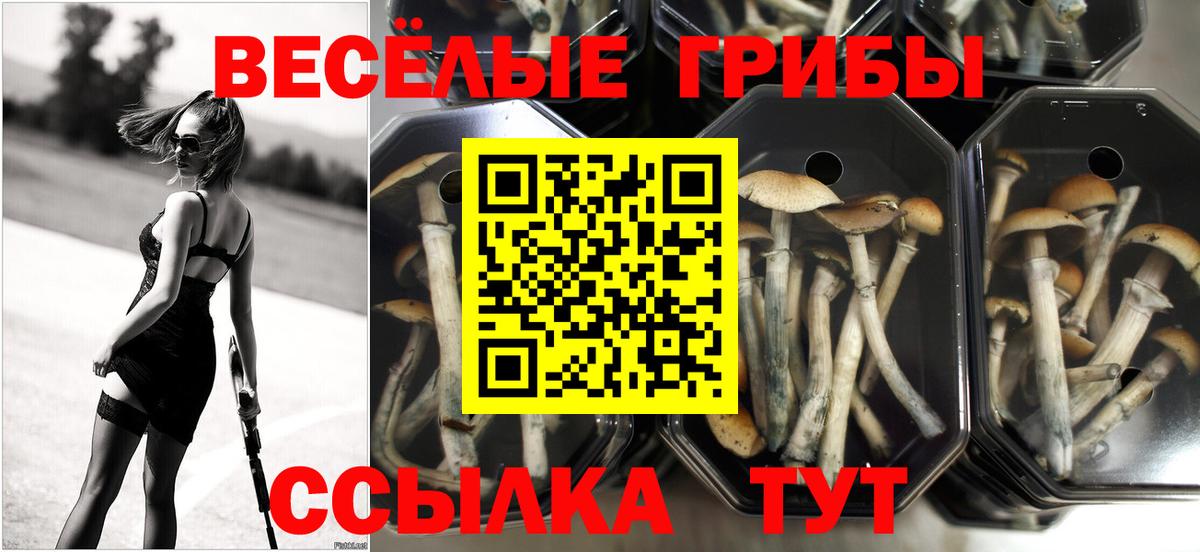 Отрадный  Галлюциногенные грибы Cubensis  Вход с VPN 